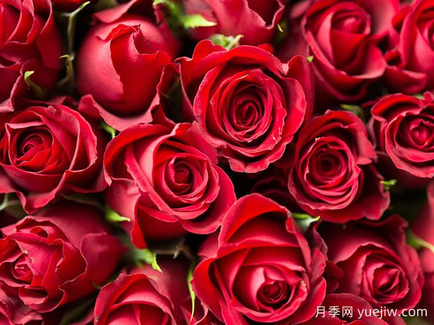 玫瑰花可以食用？八大妙用多種選擇(圖1)