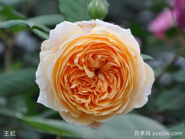 精選10個(gè)月季，紅黃粉白橙紫藍(lán)綠復(fù)色款月季花佩奇(圖1)