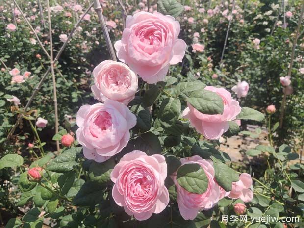 推薦15種超美的歐月月季任你選，開花多花量大(圖1)