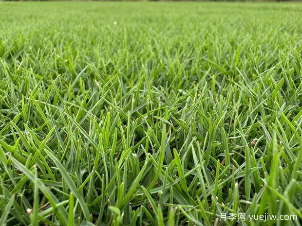 常見草坪種類分類、品種特性及應(yīng)用(圖1)
