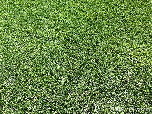 常見草坪種類分類、品種特性及應(yīng)用(圖2)