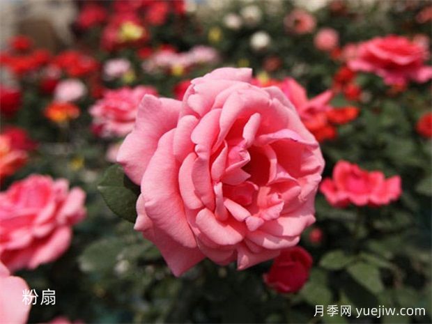 原產(chǎn)中國的玫瑰花(月季花)，是如何成為美國國花的？(圖2)