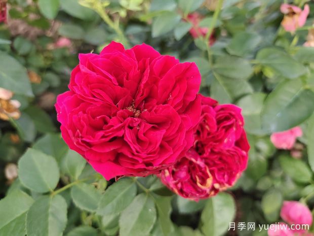 原產(chǎn)中國的玫瑰花(月季花)，是如何成為美國國花的？(圖3)
