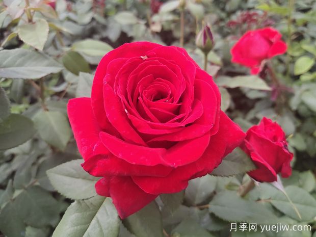 原產(chǎn)中國的玫瑰花(月季花)，是如何成為美國國花的？(圖1)