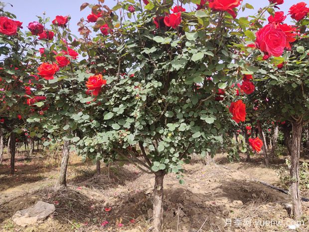 南陽市宛城區(qū)月季綻放富民花(圖1)