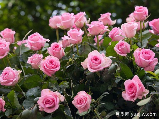月季苗木的種植和養(yǎng)護(hù)要注意什么？(圖1)