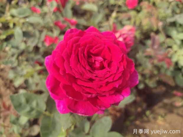 月季花有哪些觀賞和藥用價(jià)值？(圖1)