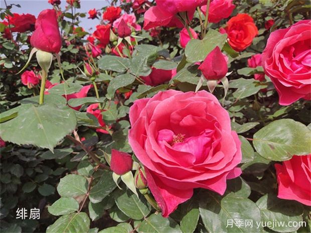 月季花開花季節(jié)有影響嗎？(圖1)