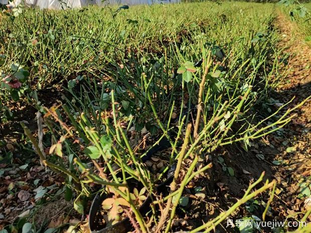 月季開花后如何進行正確的修剪？(圖1)