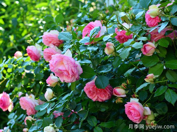 如何通過月季花來創(chuàng)造美麗的庭院景觀？(圖1)