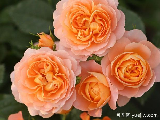 月季花通用養(yǎng)護技巧總結(jié)，為啥買來幾天月季就蔫了？(圖2)