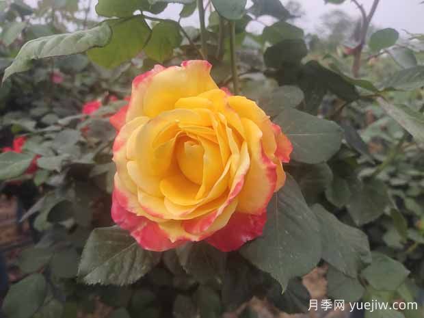 月季養(yǎng)護6要素，學會了輕松養(yǎng)爆盆！(圖1)