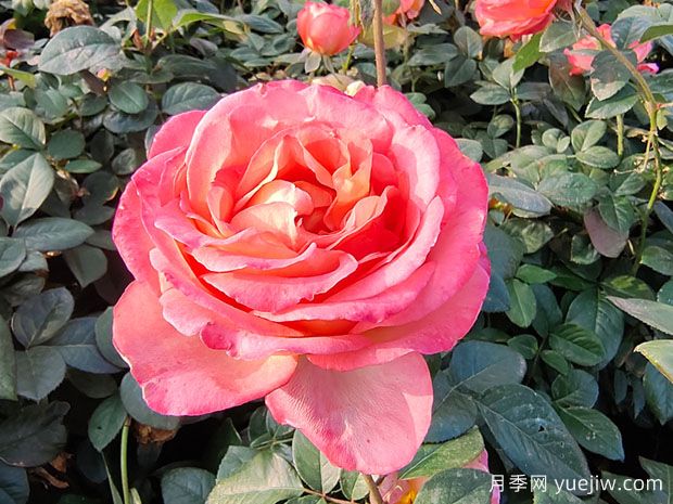 如何摘除月季枯花？(圖1)