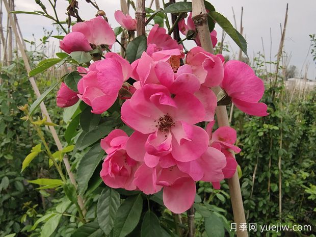 入冬后月季花怎么養(yǎng)？月季花如何才能開爆花？(圖1)
