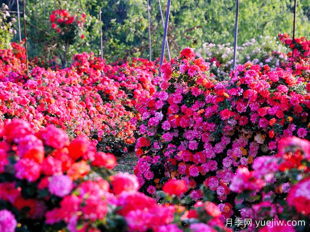 月季花為什么要種在城市綠化帶？原來月季渾身都是寶！(圖2)