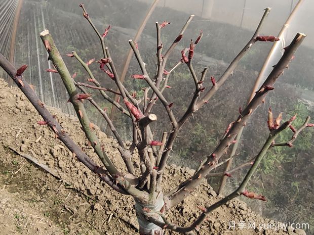 月季花怎樣修剪開花多？(圖1)