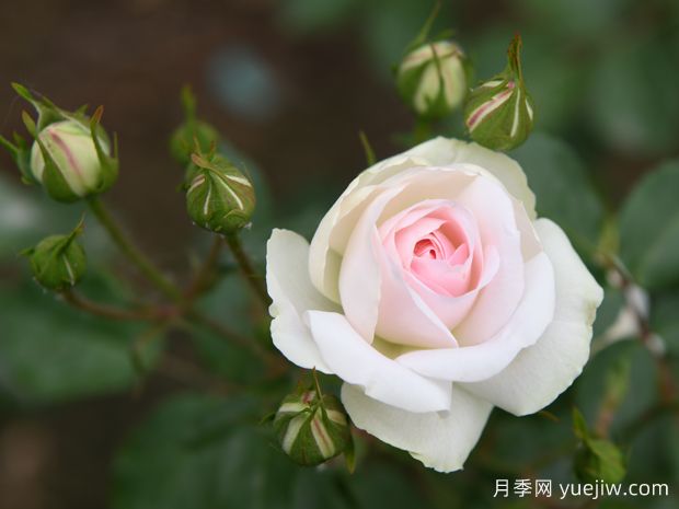 可愛(ài)冰淇淋月季/可愛(ài)冰激淋(圖1)