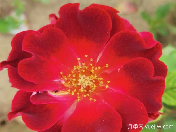 火紅的舞臺(tái)月季(圖1)