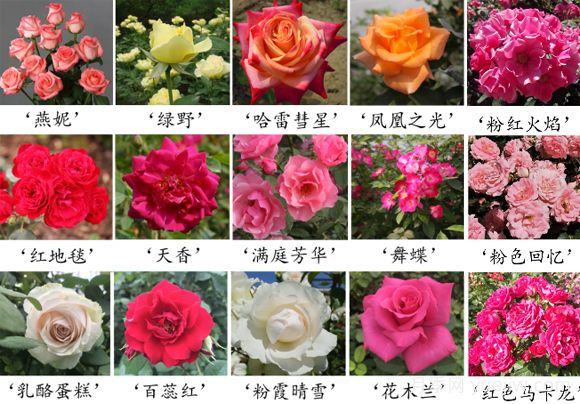 月季育種家：中國農業(yè)科學院蔬菜花卉研究所(圖1)