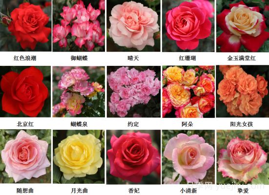 月季育種家：中國農(nóng)業(yè)大學(xué)月季育種團(tuán)隊(duì)(圖1)
