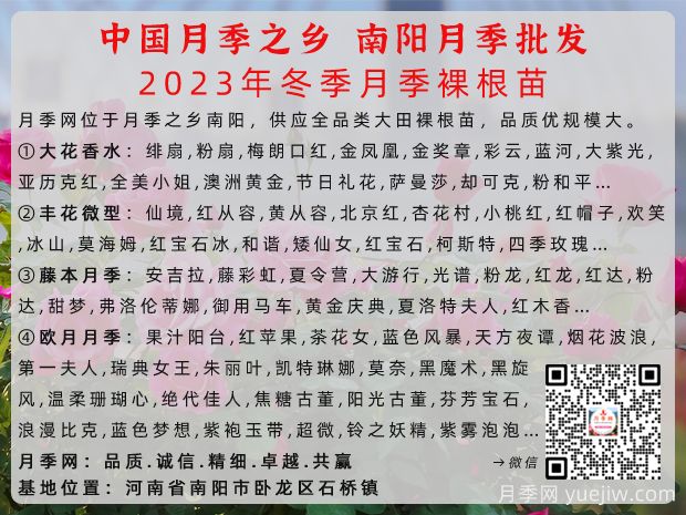 冬季南陽(yáng)月季大田裸根苗全品種批發(fā)供應(yīng)(圖2)