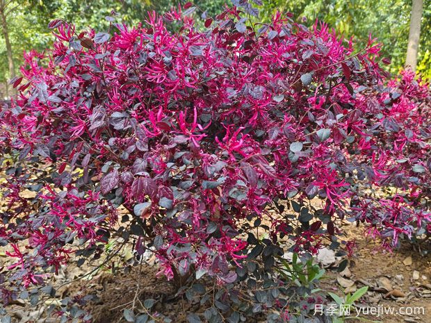 紅花繼木怎么種植？(圖1)