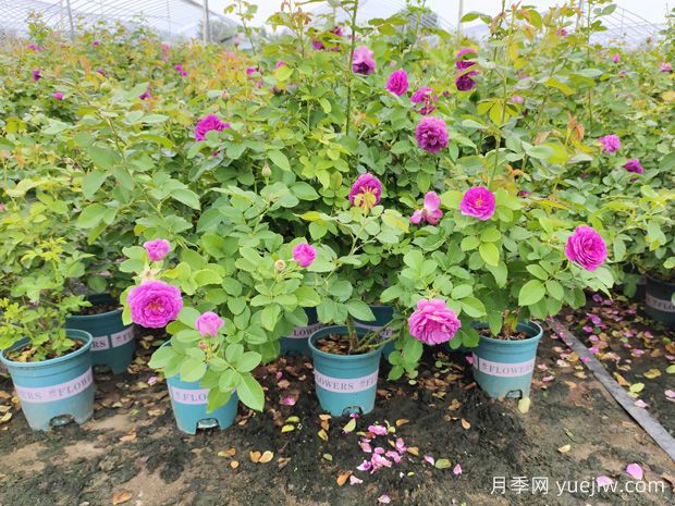 為什么椰磚種月季容易死？防范措施是什么？(圖1)