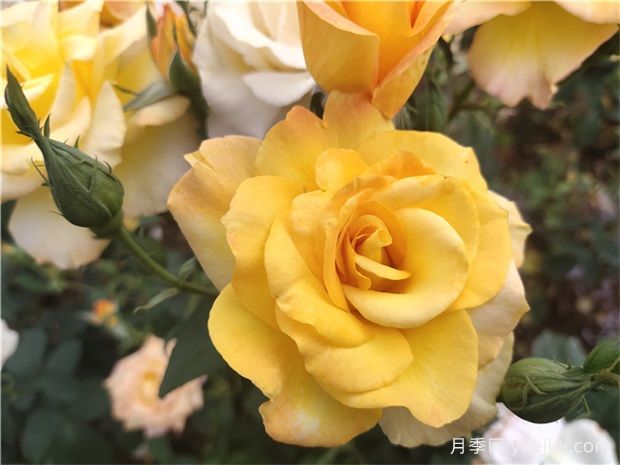 月季花有什么澆水技巧？如何澆水使月季苗茁壯生長？(圖1)