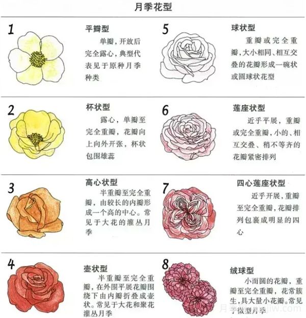 月季專業(yè)知識(shí)，分類/花型/花色/花香(圖2)