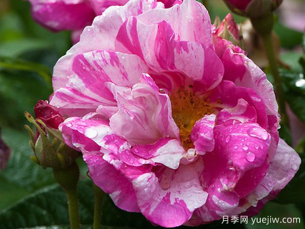 蒙迪薔薇月季(圖1)