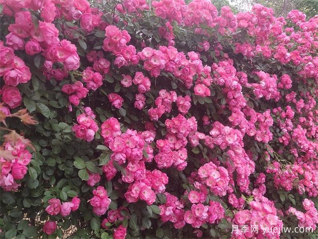 5款爬藤月季好養(yǎng)好看，養(yǎng)出夢幻花墻(圖1)