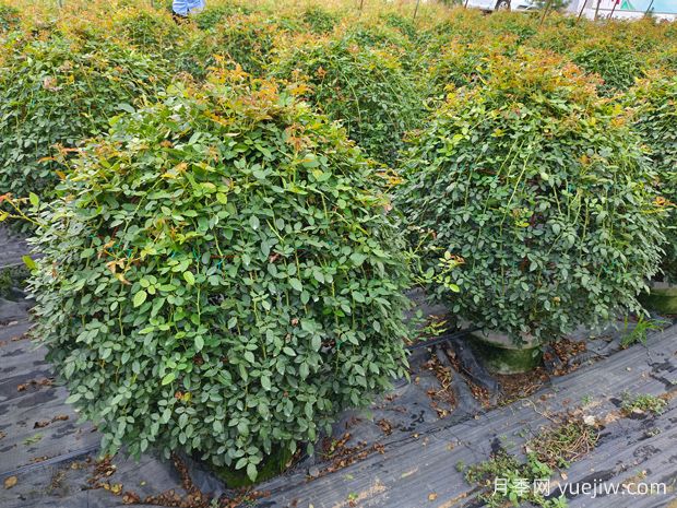 月季花球造型驚艷，風(fēng)靡園林綠化(圖1)