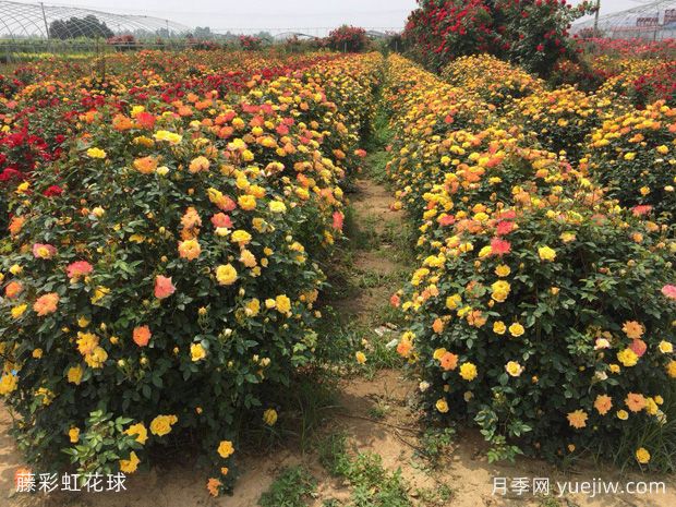 月季花球造型驚艷，風(fēng)靡園林綠化(圖3)