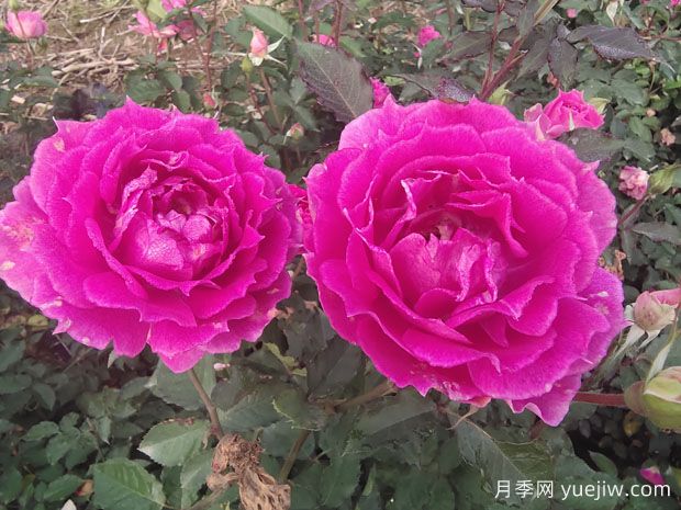 月季花養(yǎng)護(hù)知識點(diǎn)，關(guān)于經(jīng)常掉葉子和出現(xiàn)萌芽(圖1)