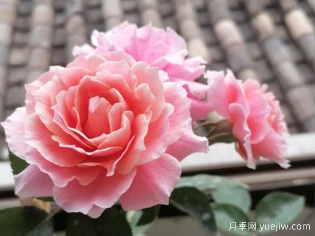 圖瓦橙杯月季/啦啦隊(duì)長(zhǎng)月季(圖2)