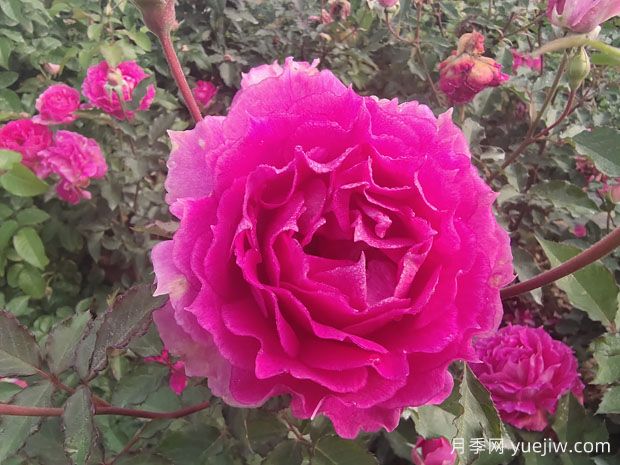 月季花是我國傳統(tǒng)名花，展現(xiàn)愛情與吉祥象征意義(圖1)