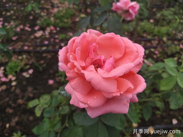 月季花養(yǎng)殖需要注意什么溫度與濕度？(圖1)