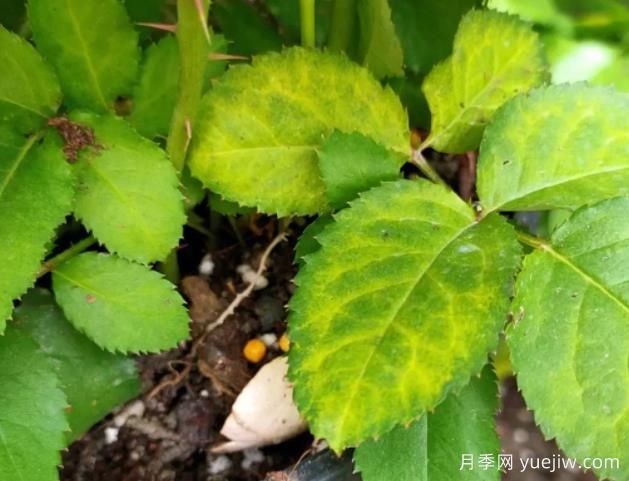 初冬月季出現(xiàn)大量黃葉，需要打藥嗎？(圖1)
