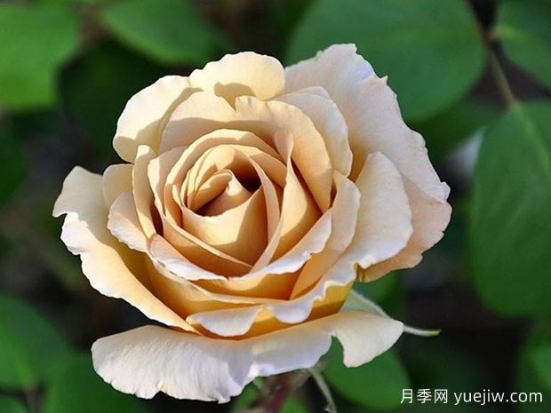 黃油硬糖月季的優(yōu)缺點是什么？(圖1)
