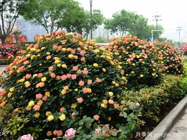 藤本月季廣泛應(yīng)用城市綠化，美化效果顯著(圖3)