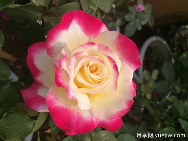 5款月季花，優(yōu)點(diǎn)多多惹人愛(圖1)