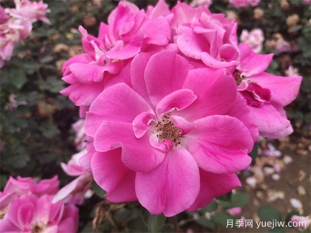 工程綠化常用豐花月季品種有哪幾種？7個好品種(圖1)