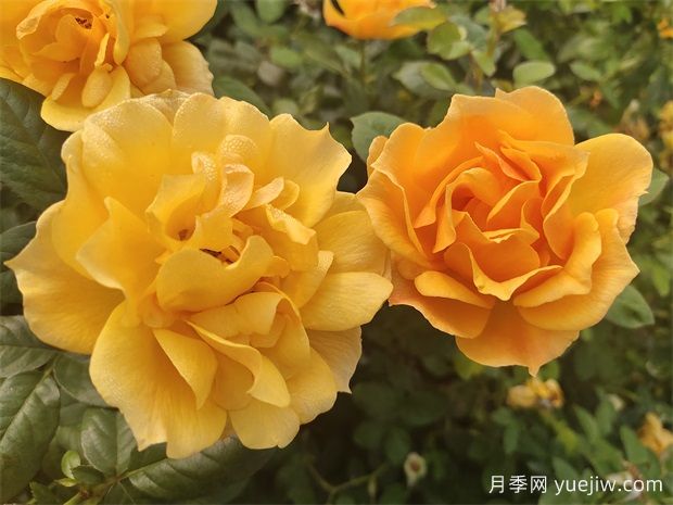 工程綠化常用豐花月季品種有哪幾種？7個好品種(圖3)