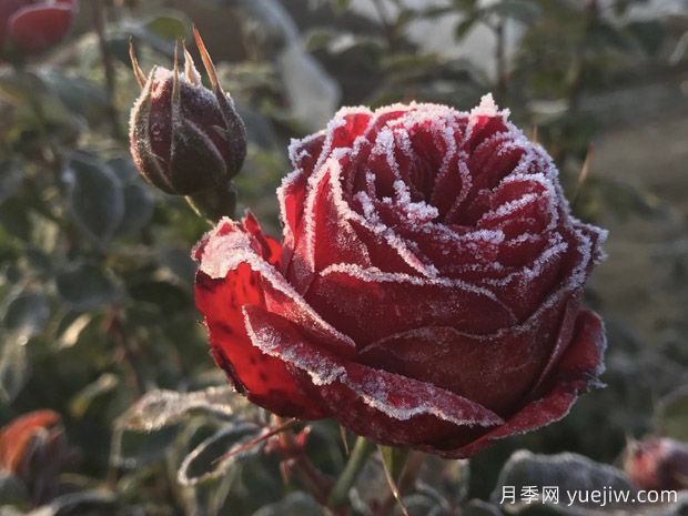 暴雪過后，月季苗該如何養(yǎng)護？才能放心越冬(圖1)