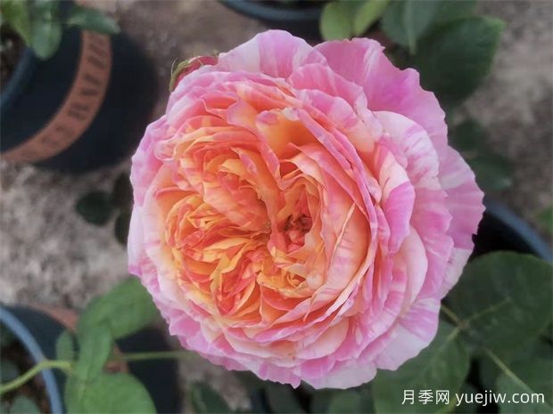 養(yǎng)月季，如何操作，才能花開不斷(圖1)