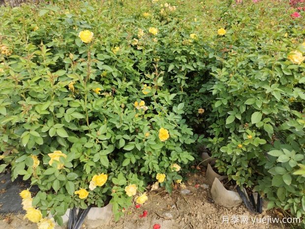美植袋月季，大花豐花大缽月季苗(圖2)