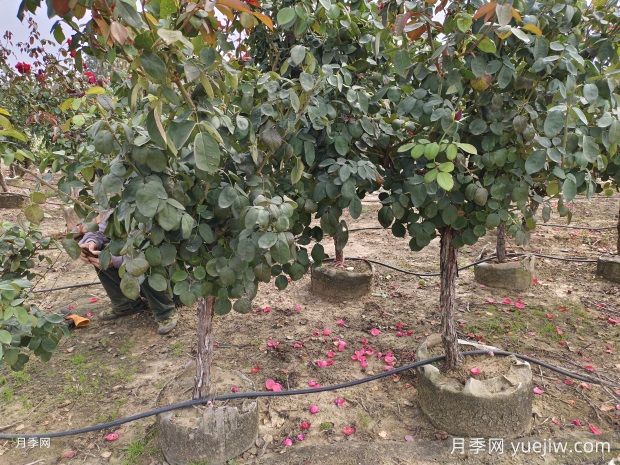 5公分低樁低桿月季樹，低價(jià)格有大冠幅(圖1)