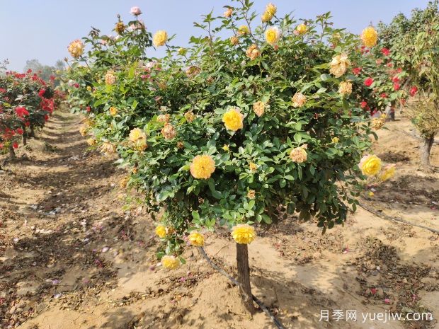 歐月樹(shù)狀月季基地批發(fā)，不一樣的月季樹(shù)(圖1)