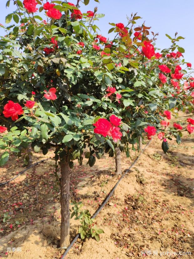 歐月樹(shù)狀月季基地批發(fā)，不一樣的月季樹(shù)(圖3)