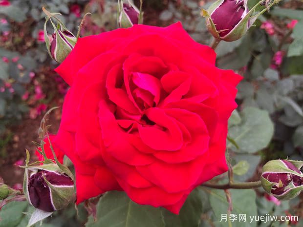 亞力克紅月季，香味濃郁花大花美(圖1)